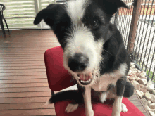 a black and white dog sits on a red chair