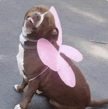 a dog wearing a pink fairy costume is sitting on the ground