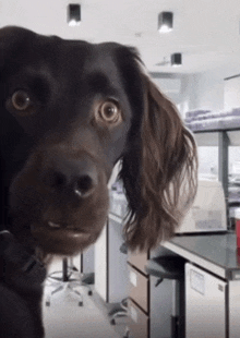 a close up of a brown dog 's face in a lab