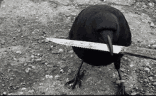 a black bird with a knife in its beak .