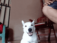 a white dog is sitting next to a chair and looking at the camera