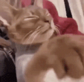 a close up of a person petting a cat 's paw .