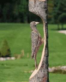 a woodpecker carved into a tree trunk with a green background .