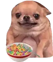 a chihuahua is eating a bowl of cereal with a spoon in it