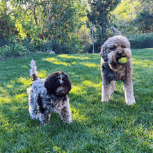 two dogs are playing with a tennis ball in their mouths