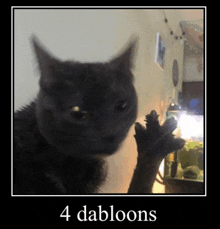 a picture of a cat with the words 4 dabloons on the bottom