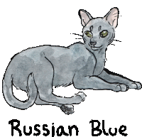 a drawing of a cat with the word russian blue below it