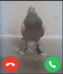 a pigeon wearing converse shoes is standing in front of a phone