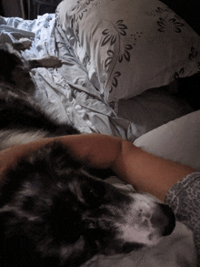 a dog laying on a bed next to a person 's arm with a floral pillow in the background