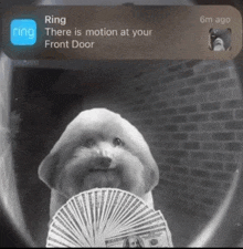 a dog is holding a fan of money in front of a ring doorbell screen