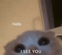 a close up of a cat 's face with the words `` hello i see you '' written on it .