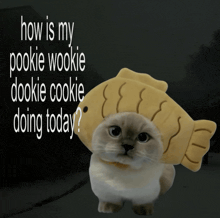 a cat wearing a fish hat with the words " how is my pookie wookie dookie cookie doing today " above it