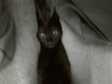 a black cat is peeking out from behind a white blanket