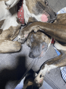 two dogs are laying on a couch and one has a red collar on