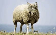 a sheep that looks like a wolf standing in a grassy field