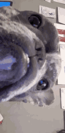 a close up of a dog 's face with papers on the wall behind it