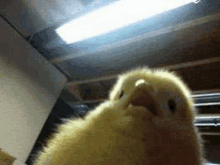 a close up of a yellow bird 's face in a room with a light on the ceiling .