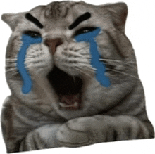 a cat with tears coming out of its eyes