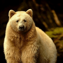 a close up of a bear 's face with a dark background