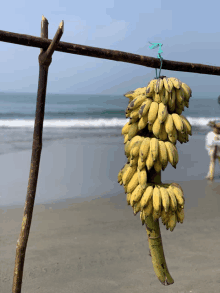 a bunch of bananas are hanging from a stick on the beach