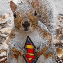 a squirrel wearing a superman tie is sitting on the ground .