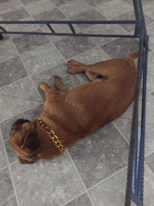 a brown dog with a gold chain around its neck is laying on the floor