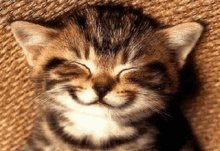 a kitten is smiling with its eyes closed and looking at the camera .