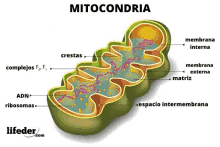 a diagram of a mitochondria with the words lifeder.com on the bottom