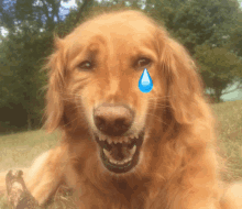 a dog with a tear coming out of it 's eye