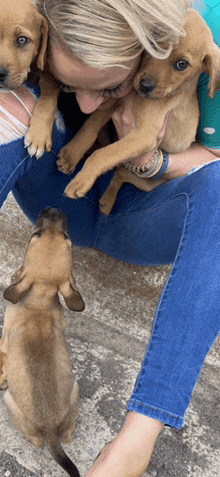 a woman in blue jeans is holding two brown puppies on her lap