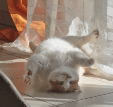 a cat is laying on its back in front of a white curtain