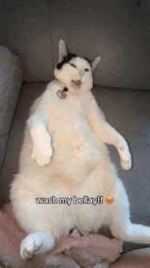 a white cat laying on its back with the caption wash my bellay !!