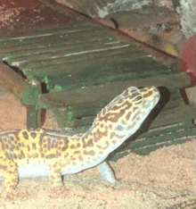 a lizard with a leopard print is walking on a wooden platform