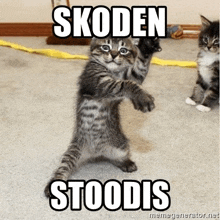 a kitten is standing on its hind legs on a carpet and says skoden stodis .