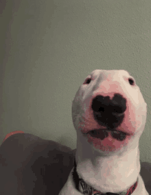 a close up of a bull terrier 's face with a collar that says ' snoopy ' on it