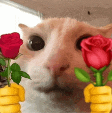 a close up of a cat 's face with roses in yellow vases .