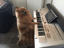 a dog is standing on its hind legs next to a keyboard that says korg