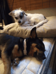 two dogs laying on top of a mattress one of which has a white collar