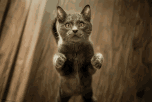 a gray cat standing on its hind legs looking up