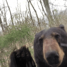 a close up of a bear 's face in a forest