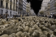 a herd of sheep are being herded down a city street .