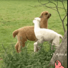 a brown and white alpaca standing next to each other in a grassy field with the words < 3 aplace > below them