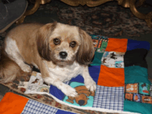 a small brown and white dog laying on a colorful patchwork quilt