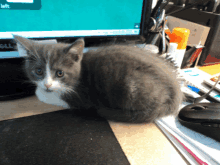 a gray and white kitten sits on a desk in front of a dell monitor