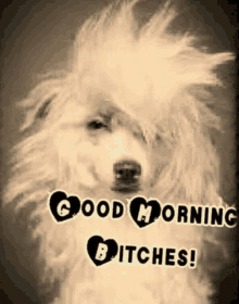 a picture of a poodle with the words good morning bitches written on it