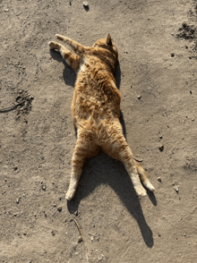 a cat is laying on its back on the dirt