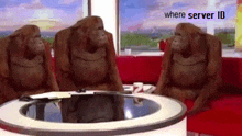 three orangutans are sitting at a table in front of a window .