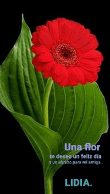 a red flower is surrounded by green leaves on a black background .