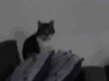 a black and white cat is sitting on a couch in the dark