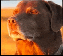 a close up of a dog 's face with his eyes closed